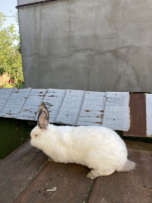 Каліфорнійці , Кролі самці.Каліфорнія .