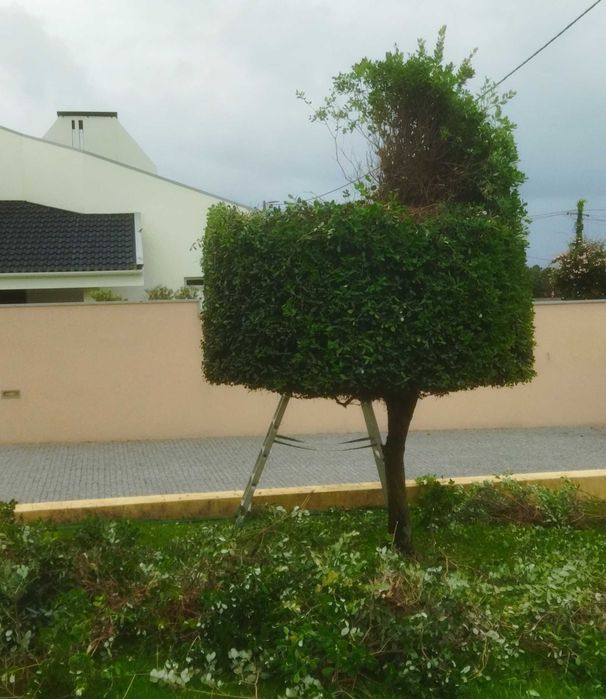 Serviços de Jardinagem: "Corte de Relva, Podas e Limpeza de Terrenos"
