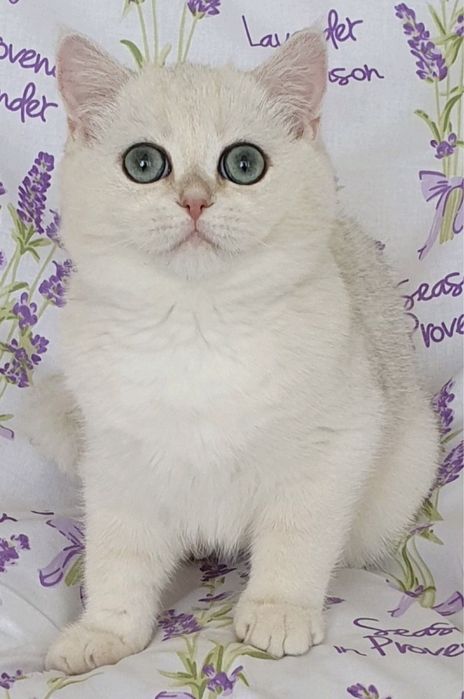 Хлопчик срібна шиншила !