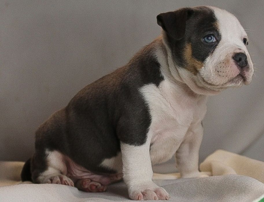 AMERICAN BULLY po Championie wyższy  pocket,samiec, szczeniak
