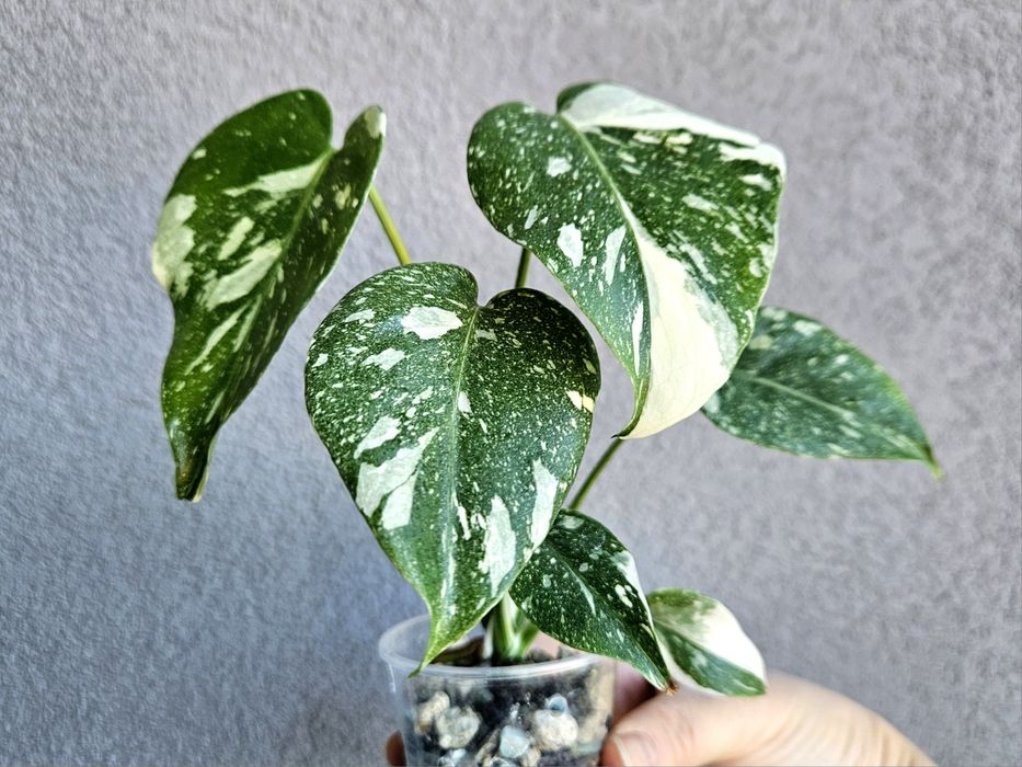 Monstera Thai Mutation w gruzie hydroponice