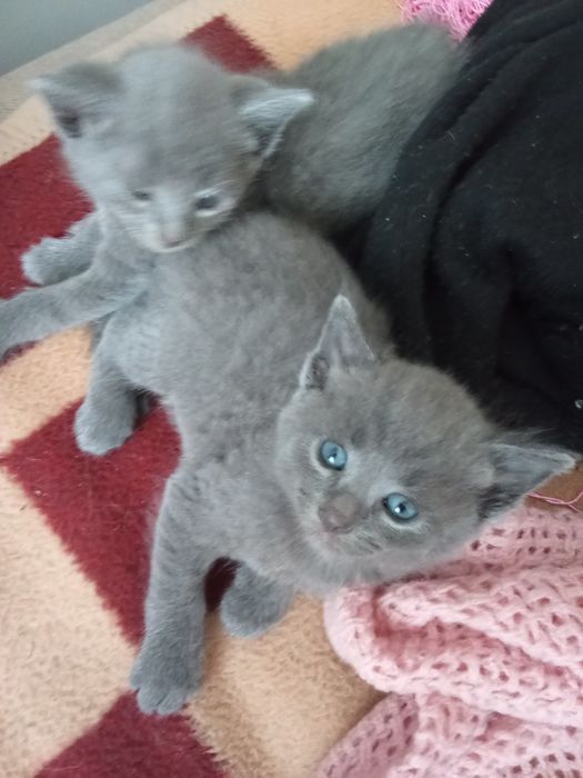Відаються котята