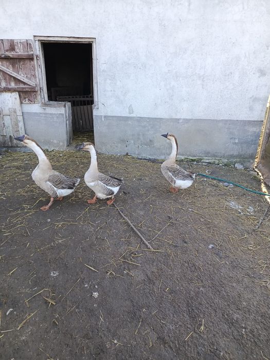 Gęsi kubańskie gąski gąsior