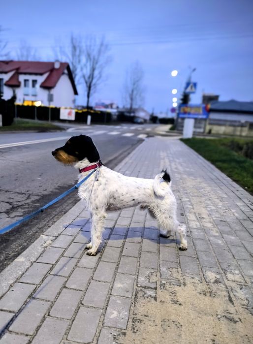 Parson Russell Terrier