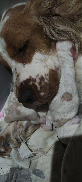 Piesek Cocker spaniel Orange roan