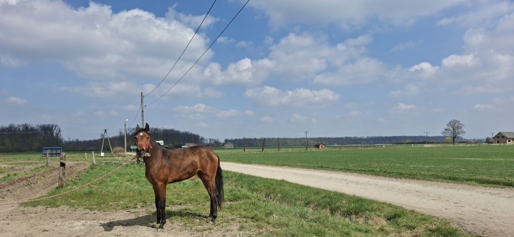 Sprzedam ( zamienię)  bardzo ładną klacz o imieniu Pasja