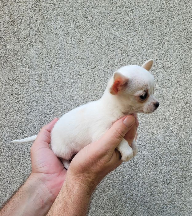 Chihuahua bebé femea