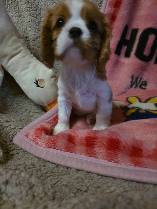 Cavalier King Charles Spaniel / sunia
