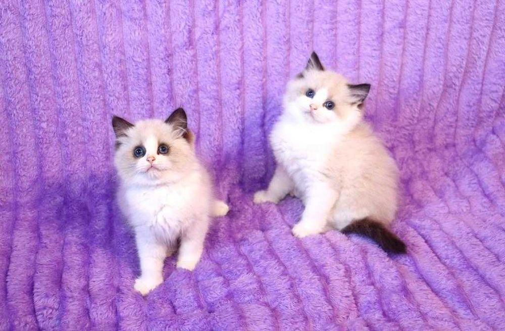 Продам кошенят регдолл від титулованих батьків