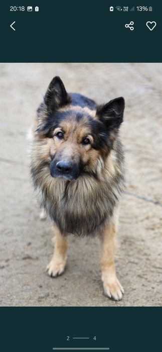 Piesek Około 6 lat
