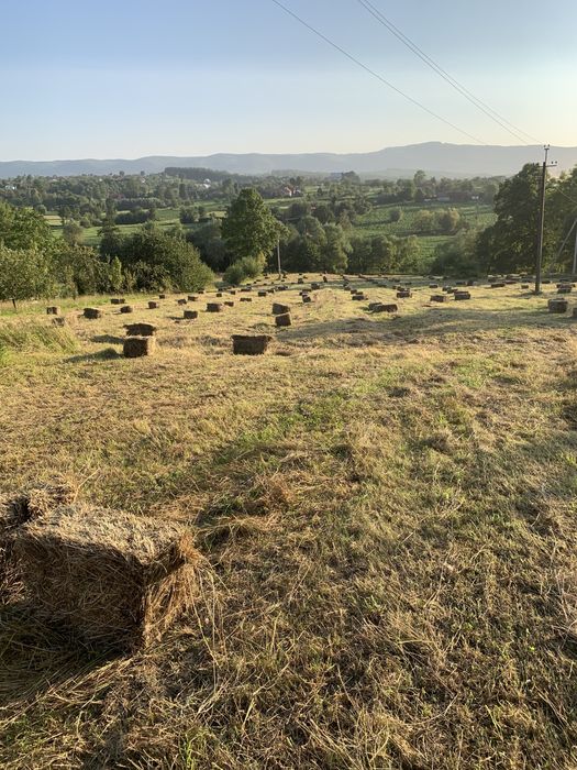 Сіно в тюках ціна 70