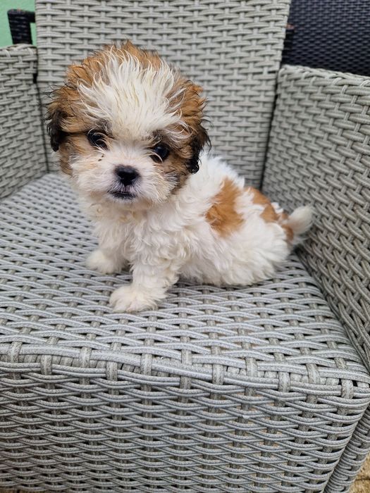 Shih-tzu szczeniak aktualne
