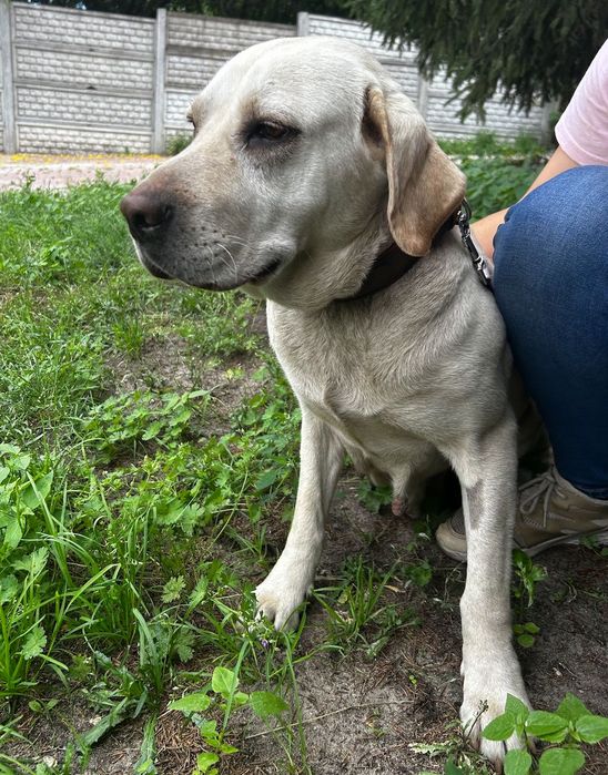 Nela suczka do adopcji