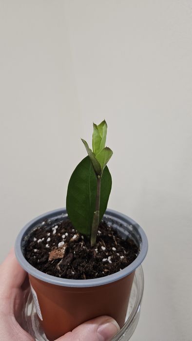 Заміокулькас, доларове дерево