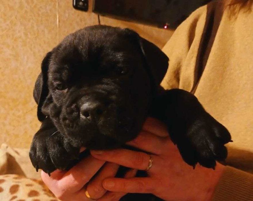 Цуценята кане корсо