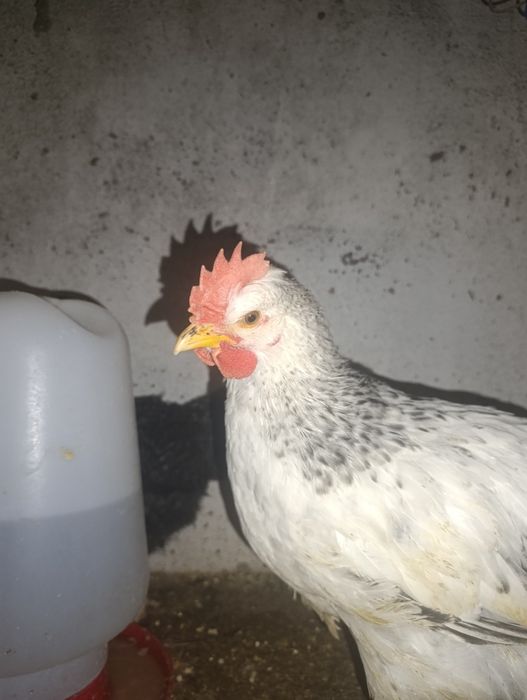 Ovos Galados Cream Legbar (Ovos verdes) × Pedrês