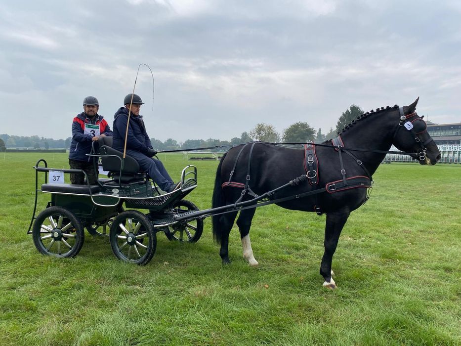 Ogier Śląski Aster-3