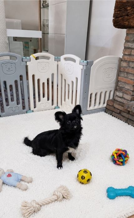 Chihuahua Macho de pêlo longo super meiguinho  c 6 meses de idade