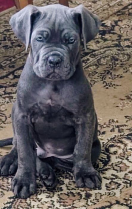 Щеня Кане корсо дешево і терміново