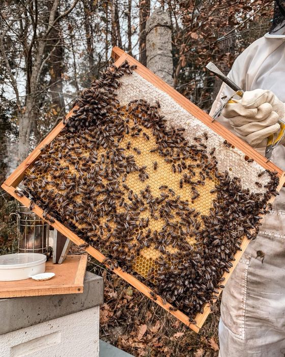 Vendo enxames de abelhas