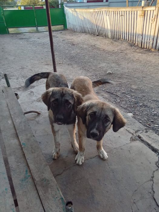 Кавказські вівчарки цуценята