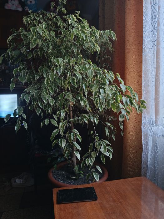 Вазони/ вазон берізка висота 1 метр 65 см.