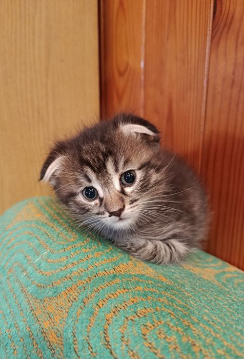 Кошенята вислоушки