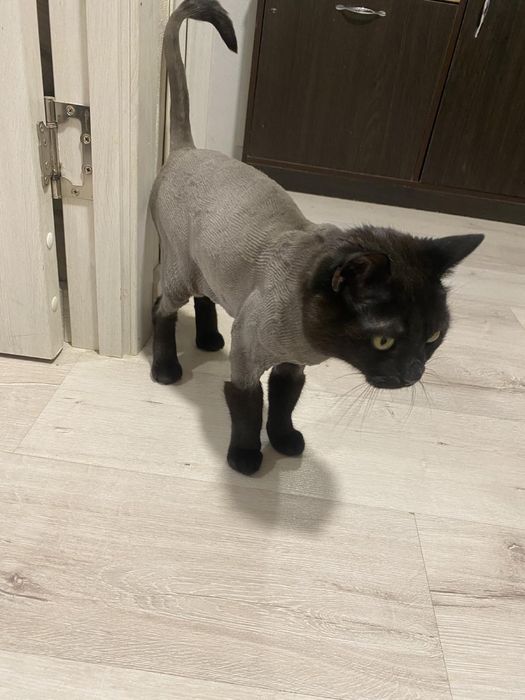 Стрижка собак и кошек