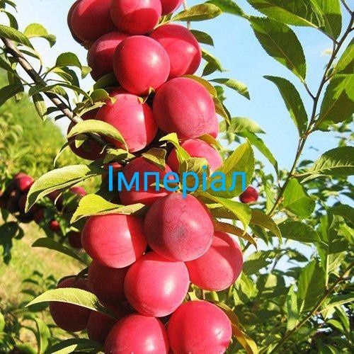 Саджанці плодових дерев