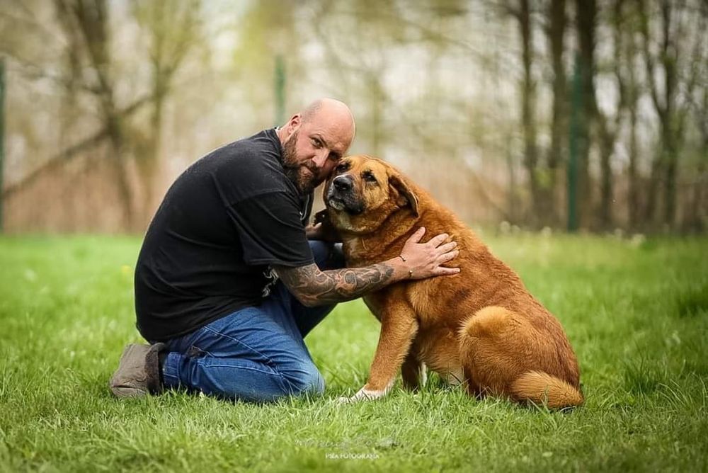 Dingo szuka domu!