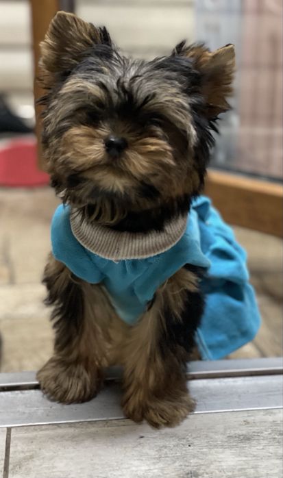 супер мініка дівчинка