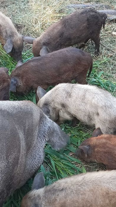 Поросята кармали