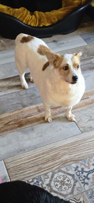 Niskopodłogowa sunia do adopcji