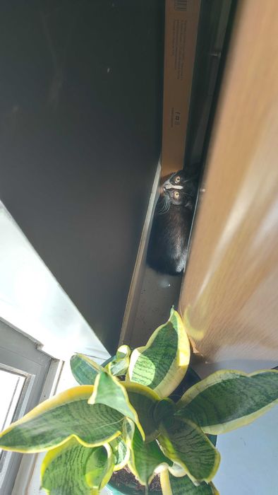 Adoção responsável gatinho macho