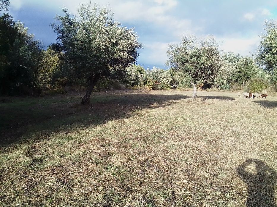 Terreno agrícola com Palheiro