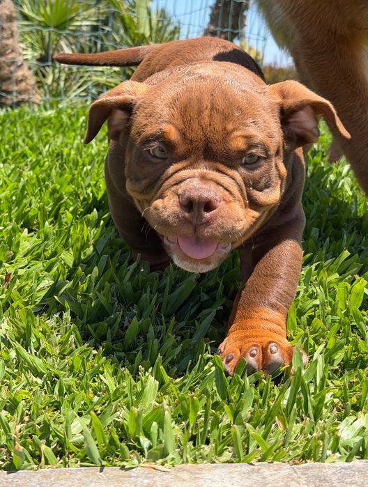 American Bully Micro