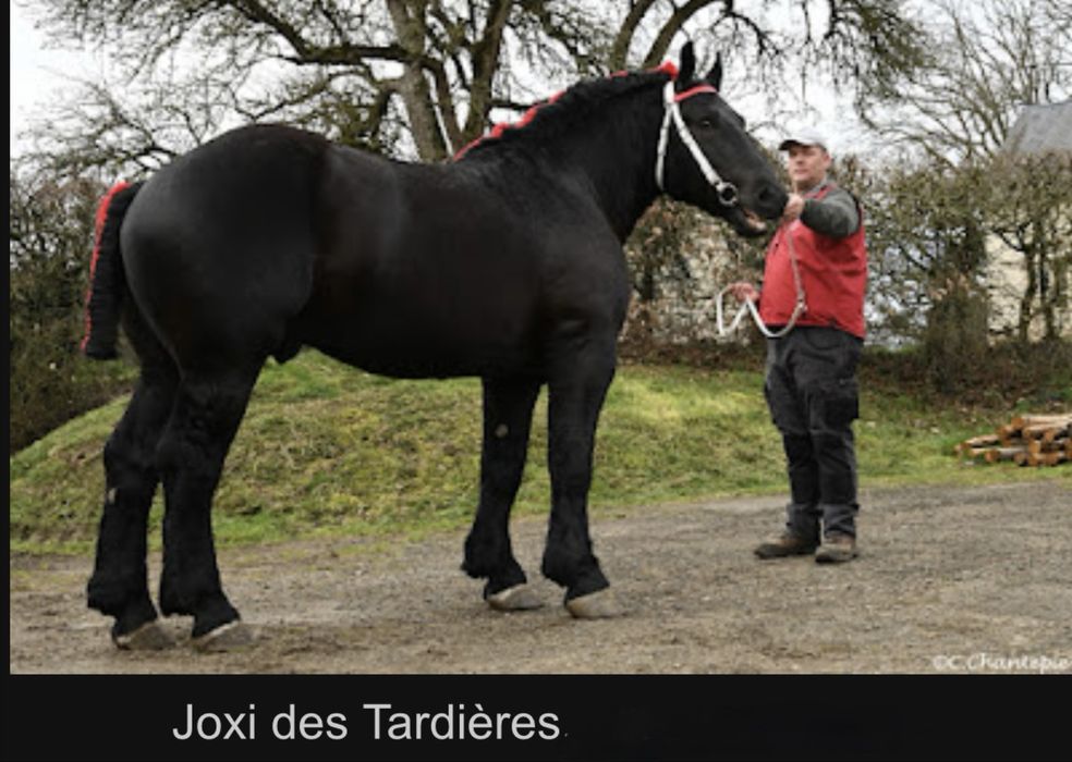 Ogier perszeron/roczny