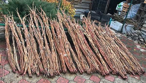 Живці (черенки) винограду для щеплень та пророщення