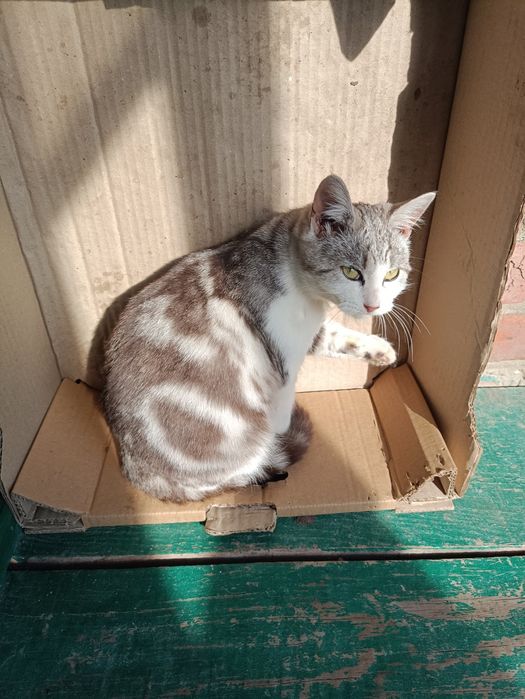 котик/кішечка /киця