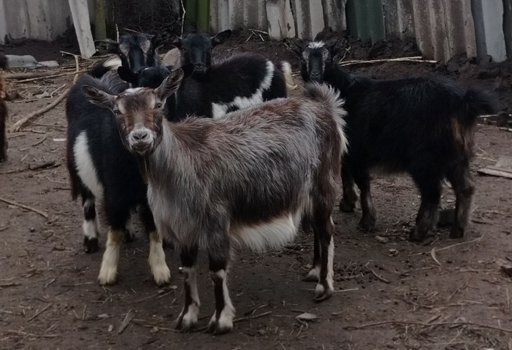 Продам годовалих породистих котних кіз та безрогого козла
