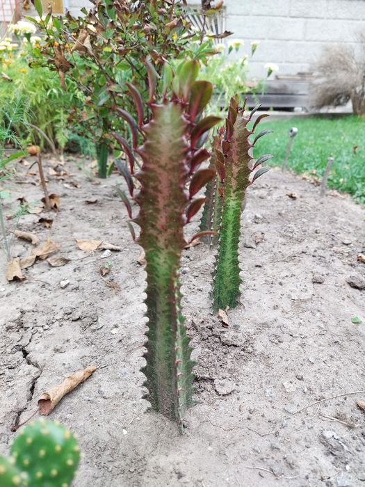 Кактуси Еуфорбія трігона рубра