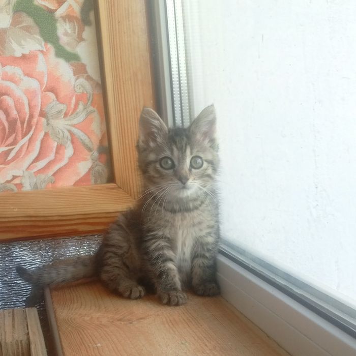 Кошеня дівчинка в любяшую родину