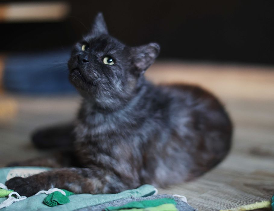 Może na mnie czekasz?- potrzebuję domu.