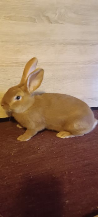 Кролики Бургундія