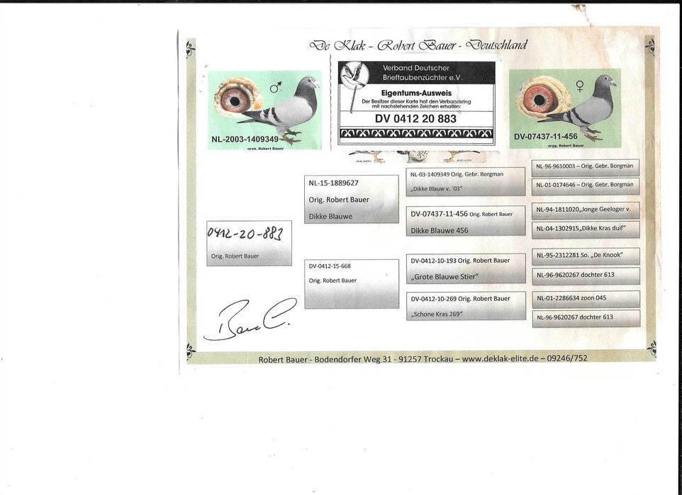 Gołębie pocztowe Gołąb Samca NL 2025     De Klak     rodowodem