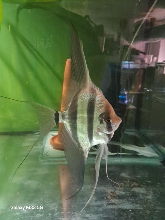 Skalary Altumy Orinoco