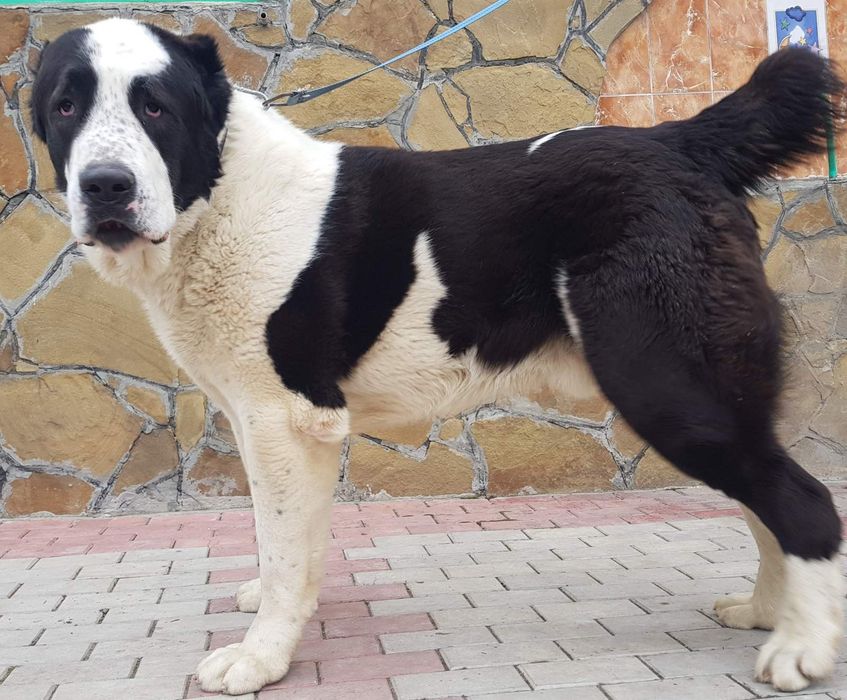 В'язка середньоазіатська вівчарка САО