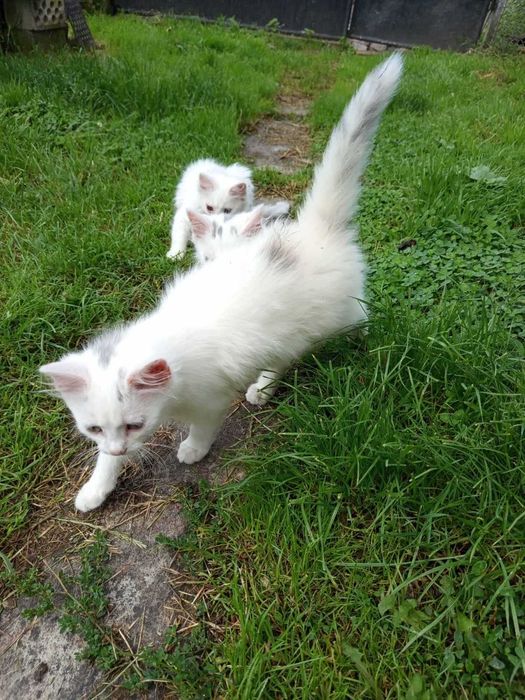 Віддам кошенят (хлопчики)