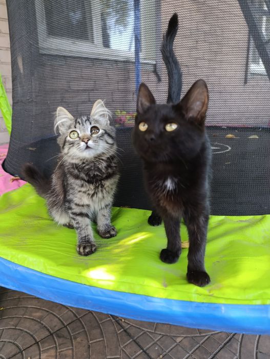 Віддам кошенят в добрі руки