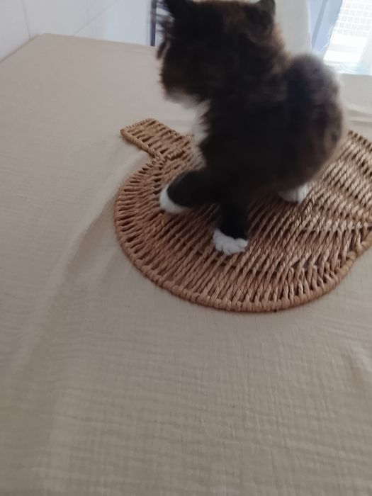Gato persa  himalaia